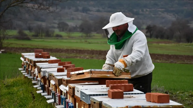 Adoptadas 50 colmenas con el proyecto 